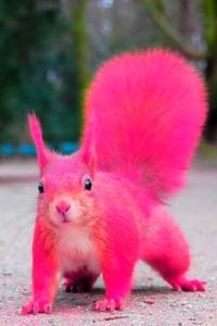 pink squirrel